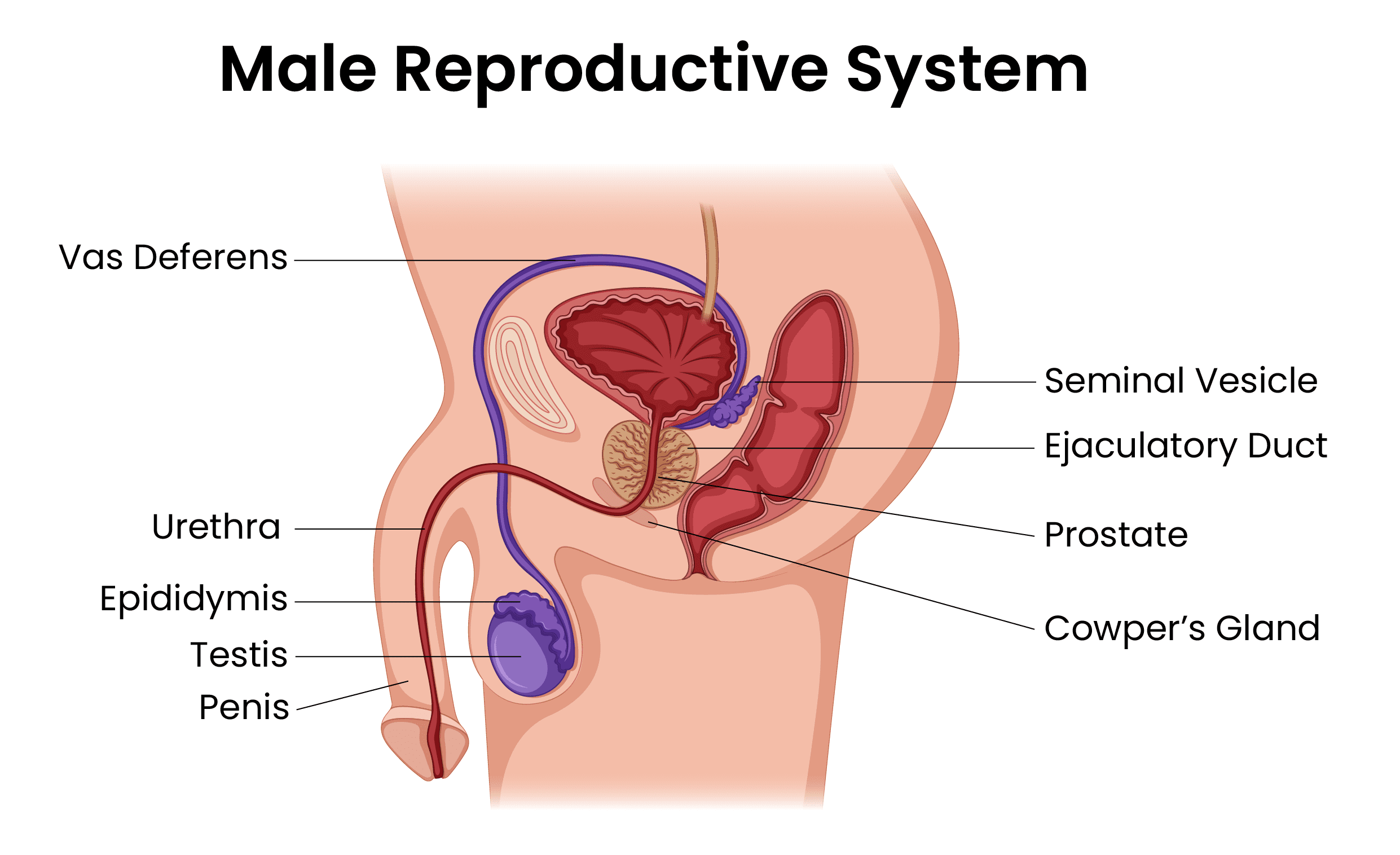 Causes & treatments for male infertility