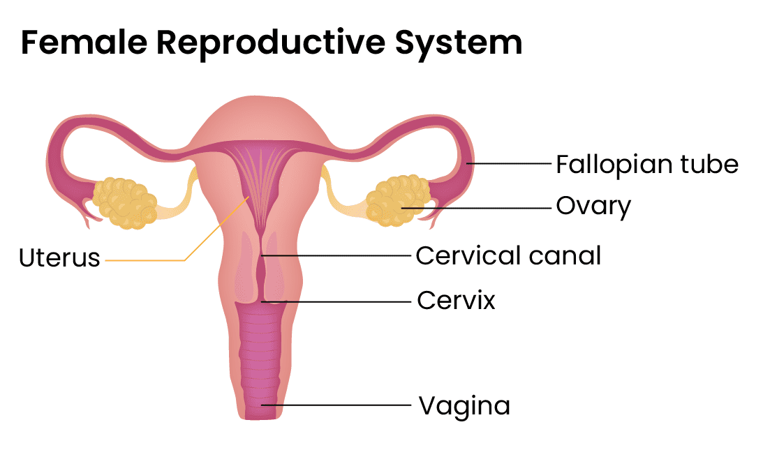 Causes & treatments for female infertility